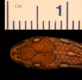 Media type: image;   Herpetology R-19345